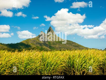 Helle Landschaft von Zuckerrohr Felder in der Nähe der Bergen auf Mauritius Stockfoto