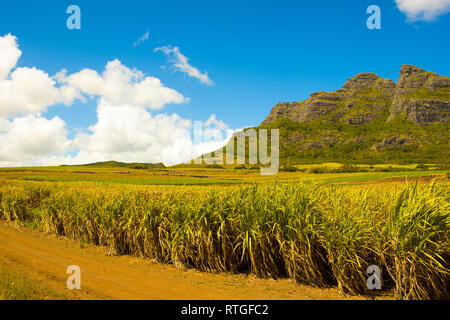 Helle Landschaft von Zuckerrohr Felder in der Nähe der Bergen auf Mauritius Stockfoto