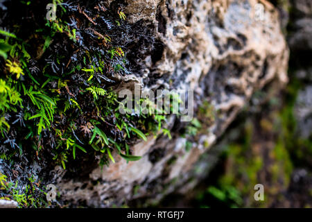 Unglaublich detaillierte Foto mit der Natur unter halten über die Felsen. Auf einem Wanderweg in den Blue Mountains, Sydney, Australien Stockfoto