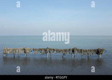 Angeln Topf für Muscheln in Scardovari, Rovigo Stockfoto