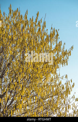 Hazel männliche Kätzchen (Corylus avellana) im Frühjahr vor blauem Himmel Stockfoto