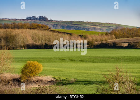 Englische Landschaft im späten Winter an einem sonnigen Tag. Bereich der jungen Weizen und einen Baum in palmkätzchen im Vordergrund verdeckt Stockfoto