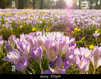 Violette Blumen an der Flora in Köln, Deutschland, sind die ersten blühenden Pflanzen im Frühjahr Stockfoto