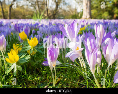 Violette Blumen an der Flora in Köln, Deutschland, sind die ersten blühenden Pflanzen im Frühjahr Stockfoto