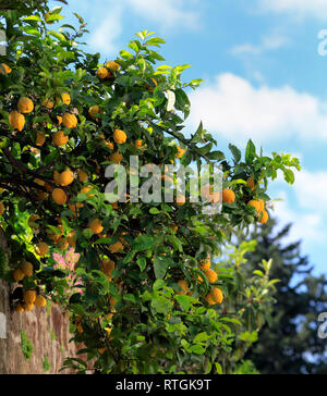 Zitronenbaum in der Nähe von Abteikirche Sant Angelo in Formis, Kampanien, Italien Stockfoto