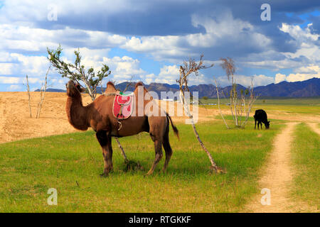 Mongol Els Sanddünen, Tov Provinz, Mongolei Stockfoto