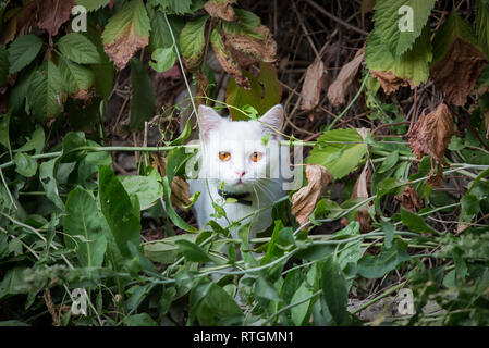 Weiße Katze spähend durch das Unterholz, Hinterhalt für die Jagd Stockfoto