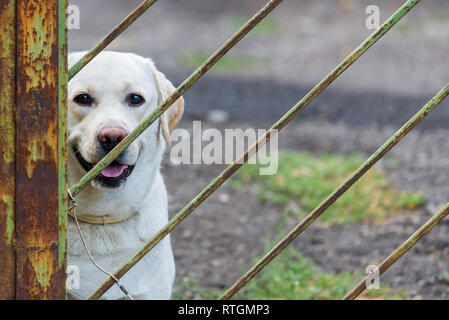 Weißer Labrador Retriever Hund durch Metall Kette gebunden auf das Tor, um zu verhindern, dass Besucher gebissen werden. Haus und Wohnung Security Guard. Stockfoto