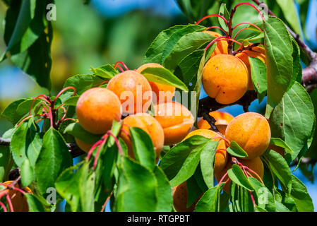 Reifen Aprikosen auf einem Ast im Garten Stockfoto