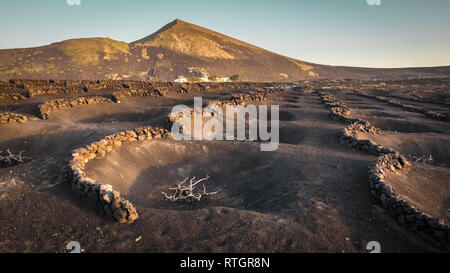 Typische Weinberge auf der Insel Lanzarote, La Geria. Weinbergen gegraben, in die Löcher im Boden mit einer Wand der Schutz gegen den Wind. Kanaren Stockfoto