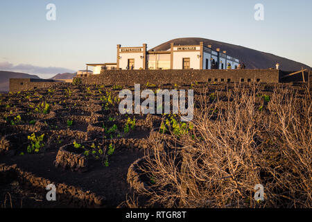 Typische Weinberge auf der Insel Lanzarote, La Geria. Weinbergen gegraben, in die Löcher im Boden mit einer Wand der Schutz gegen den Wind. Kanaren Stockfoto