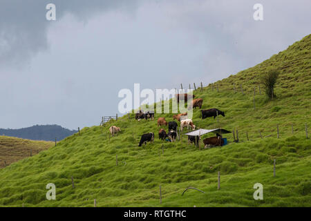 Donmatias, Antioquia, Kolumbien: Cowboy Milchkühe Stockfoto