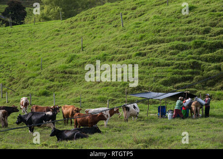 Donmatias, Antioquia, Kolumbien: Cowboy Milchkühe Stockfoto