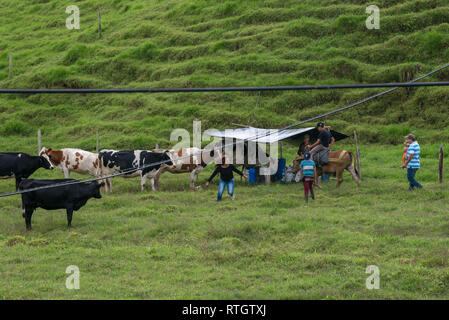 Donmatias, Antioquia, Kolumbien: Cowboy Milchkühe Stockfoto