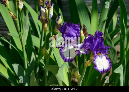 Close-up Paar hell violett-weiss iris Blumen im Sonnenlicht auf grüne Blätter Hintergrund. Stockfoto