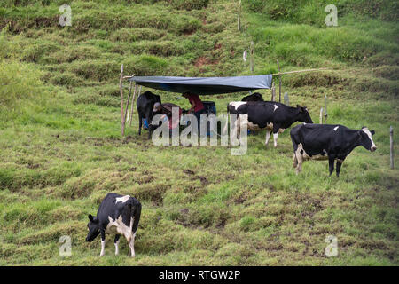 Donmatias, Antioquia, Kolumbien: Cowboy Milchkühe Stockfoto