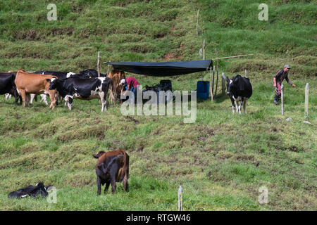 Donmatias, Antioquia, Kolumbien: Cowboy Milchkühe Stockfoto