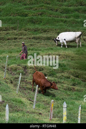 Donmatias, Antioquia, Kolumbien: Cowboy Milchkühe Stockfoto