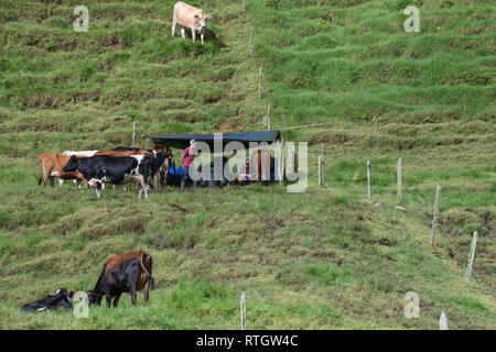 Donmatias, Antioquia, Kolumbien: Cowboy Milchkühe Stockfoto