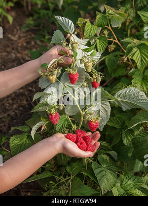 Himbeeren pflücken. Ein Mädchen sammelt frische Früchte auf einem organischen Himbeere Farm. Kinder sitzen und Beeren. Stockfoto
