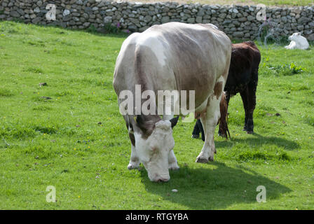 Neue Kälber und Mutter geboren. Blick vom Ferienhaus bei aberdyfi in Wales, Großbritannien. Stockfoto