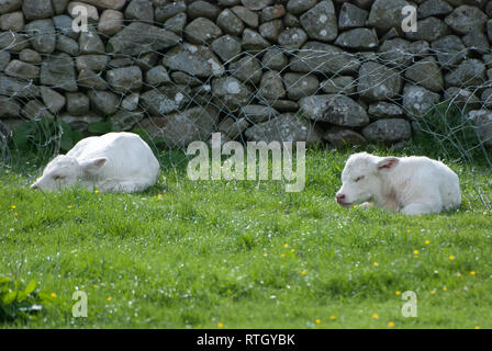 Neue Kälber und Mutter geboren. Blick vom Ferienhaus bei aberdyfi in Wales, Großbritannien. Stockfoto