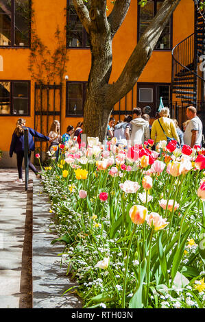Stockholm, Schweden, 26. Mai 2017: Bündel blühenden lebendige Tulpen Blumen wachsen auf im Hinterhof mit einer Gruppe von Touristen und Orange Gebäude Blumenbeet Stockfoto