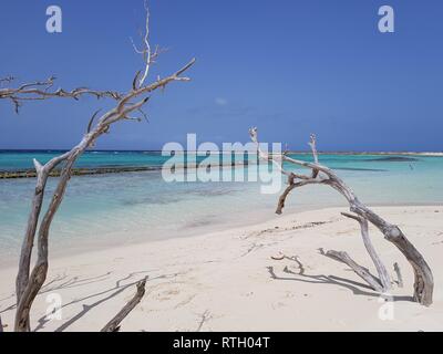 Trockene Bäume auf der wunderschönen Baby Beach in Aruba. Stockfoto