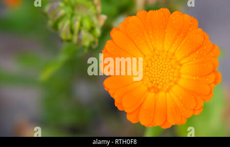 Nahaufnahme einer orange Farbe Gänseblümchen mit Wassertropfen. Stockfoto