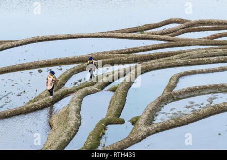 Lokale Frauen wandern entlang der Reisfelder in Duoyishu, Yuanyang Reisterrassen, Honghe, Provinz Yunnan, China Stockfoto