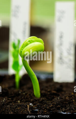 Frische Bohnen keimen, die durch die Erde. Stockfoto