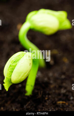 Frische Bohnen keimen, die durch die Erde. Stockfoto