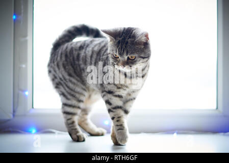 Süße Katze Spaziergänge auf der Fensterbank. Stockfoto