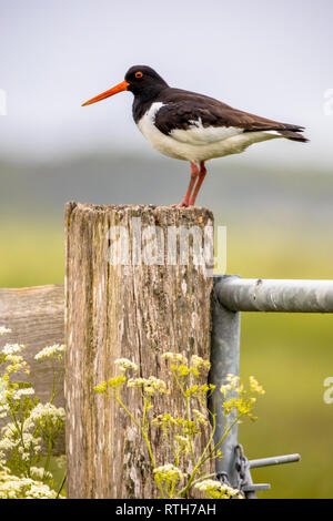 Pied Austernfischer (Haematopus longirostris) auf der Pole im Frühjahr Einstellung mit Kuh parsly in der Zucht Lebensraum gehockt Stockfoto