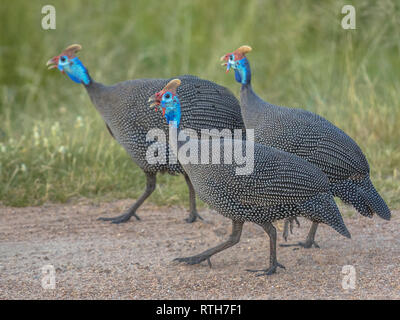 Behelmte Guineafowl (Numida meleagris) drei Vögel wandern in den Krüger National Park, Südafrika Stockfoto