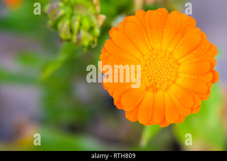 Nahaufnahme einer orange Farbe Gänseblümchen mit Wassertropfen. Stockfoto