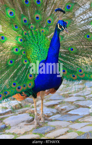 Pfau Vogel, Castelo de Sao Jorge (Castelo de Sao Jorge), Lissabon, Portugal Stockfoto