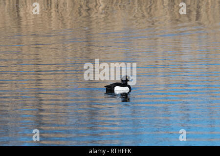 Männliche Reiherente, Aythya fuligula, in einem Teich im Frühjahr Saison Stockfoto