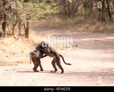 Ein paar Paviane in der Straße in Namibia Stockfoto