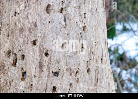 Amtsleitung eines kranken Kiefer mit Spuren von Specht Schnabel Stockfoto