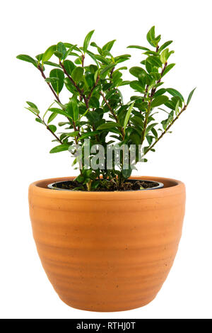 Nahaufnahme eines isolierten Topfpflanzen Ilex meserveae Bush Stockfoto