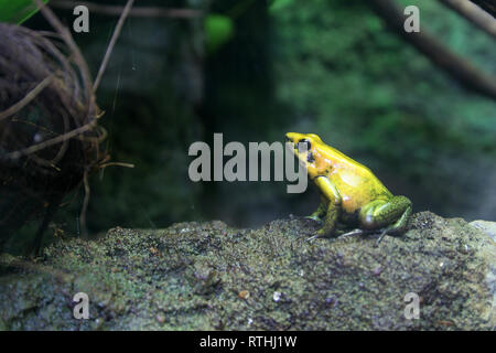 Portret gelber Frosch Stockfoto