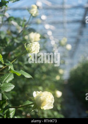 Weiße Rosen in Glas Gewächshaus unter blauen Himmel in den Niederlanden Stockfoto