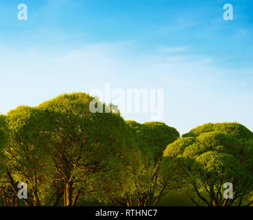 Stilvolle Bäume in der Stadt Rasen Stockfoto