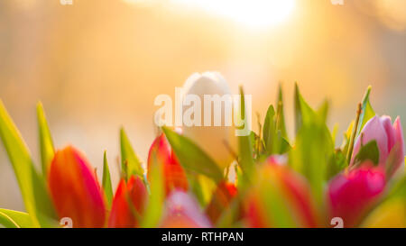 Strauß Tulpen Stockfoto
