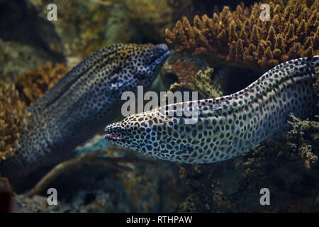 Geschnürte Muräne (Gymnothorax Favagineus), auch bekannt als der Leopard Moray. Stockfoto