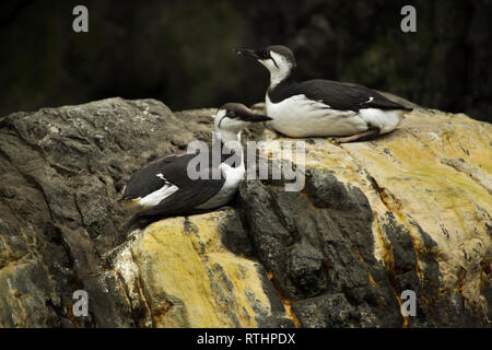 Common murre (Uria aalge), auch als die gemeinsame Guillemot bekannt. Stockfoto