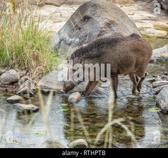 Die indische Wildschweine, auch als Andamanese Schwein oder Moupin Schwein bekannt ist eine Unterart von Wildschweinen in Indien, Nepal, Burma, Thailand und Sri L Stockfoto