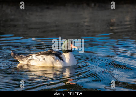 Eine gemeinsame Merganser (Mergus Merganser) Schwimmen im See Hefner in Oklahoma City Stockfoto