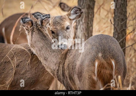 Weißwedelhirsche (Odocoileus virginianus), liebevoll mit einander Stockfoto